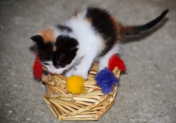 Calico kitten playing in a wicker basket with pom-poms