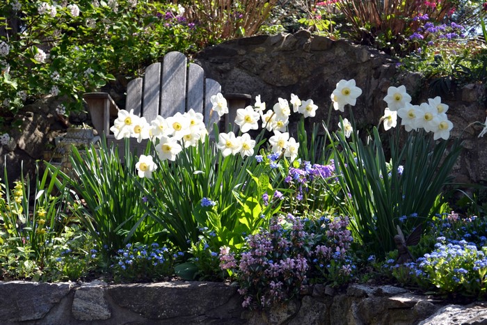 Garden with Daffodils and Campanula