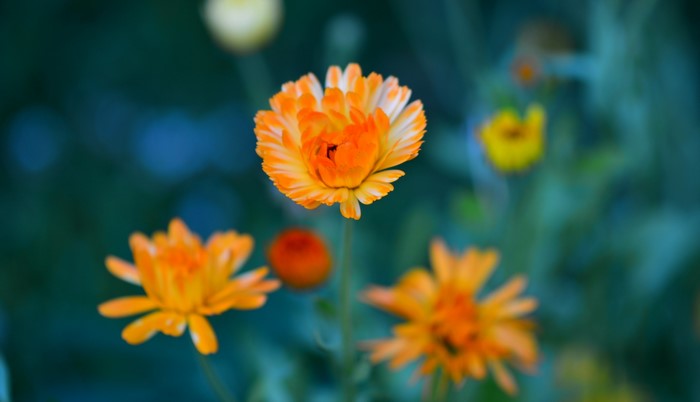 Orange Calendula flowers in a garden