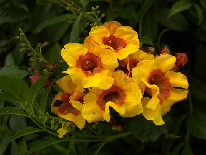 Yellow Trumpet Flowers with Red Centers