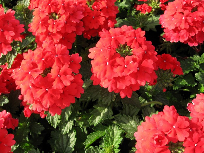 Red Verbena flowers in close-up
