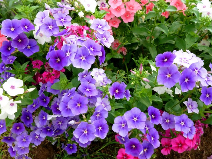 Purple and pink phlox flowers in bloom
