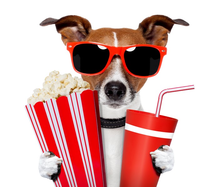 Jack Russell terrier with popcorn and soda