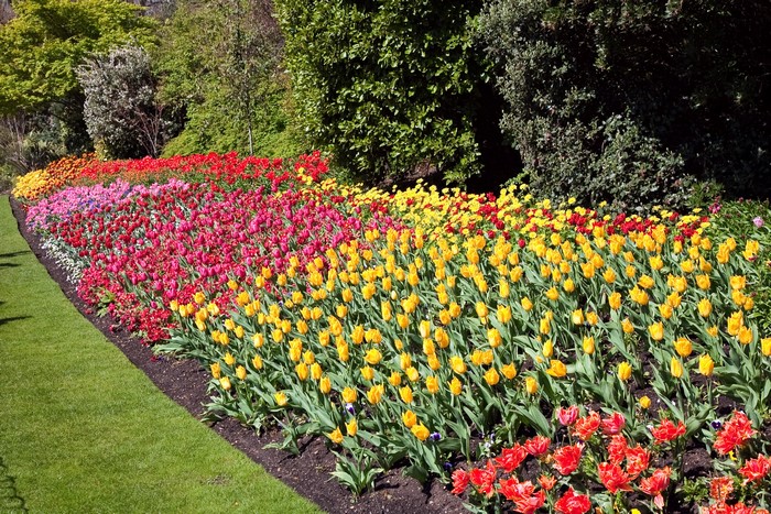 A garden bed filled with colorful tulips