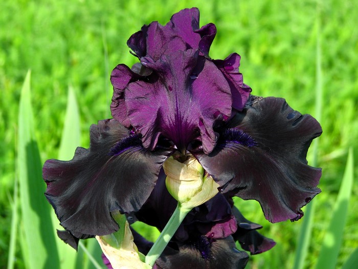 Dark purple and black iris flower