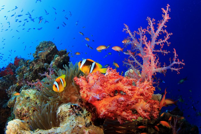 Underwater world with clownfish and corals