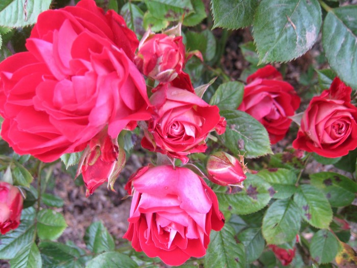 Red and pink roses with green leaves