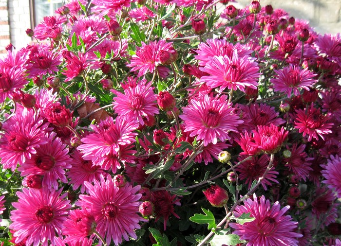 Close-up of vibrant pink chrysanthemums