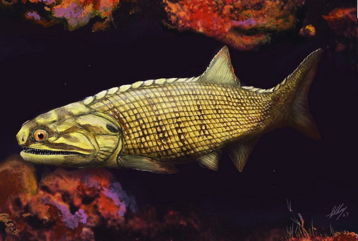 Moythomasia durgaringa fish underwater