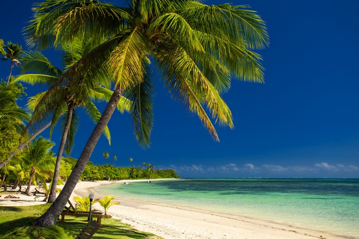 Tropical Beach with Palm Trees and Turquoise Water