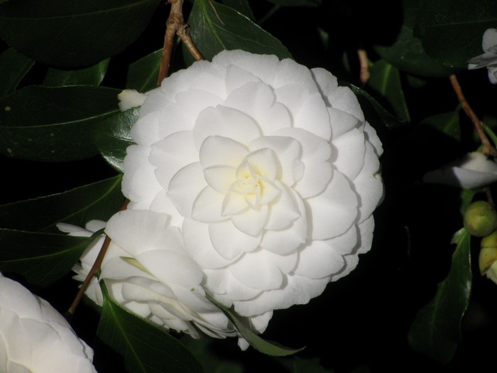 White Camellia flower with green leaves