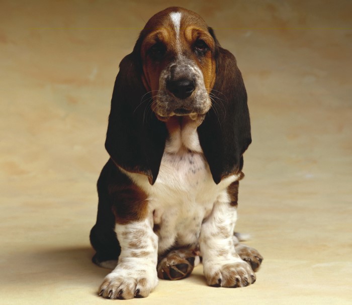 Basset Hound puppy sitting on a light brown background