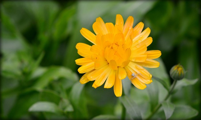 Yellow Calendula flower with a small spider