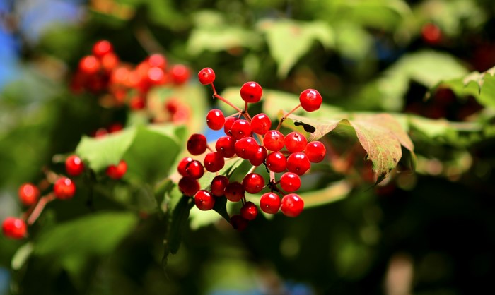 Cluster of red berries on a branch