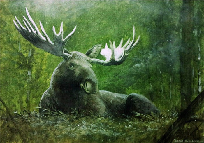 Moose with large antlers resting in a forest