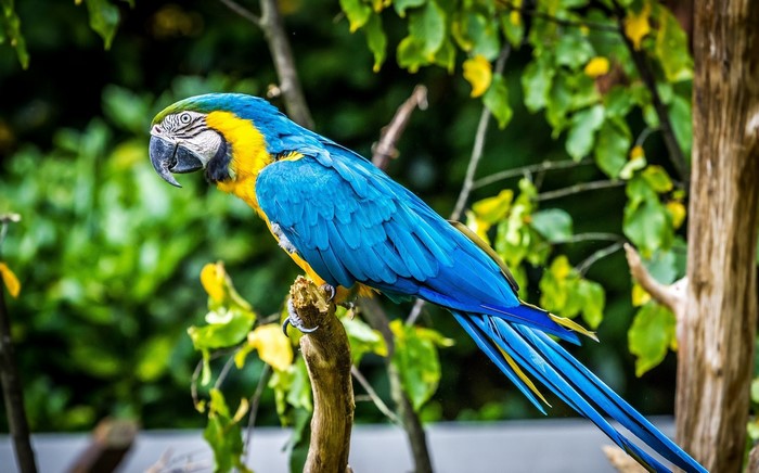 Blue and yellow macaw perched on a branch