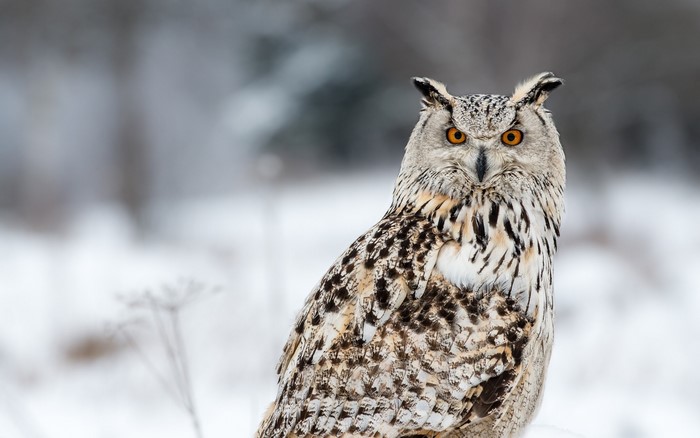 Eurasian Eagle-Owl in a Snowy Forest