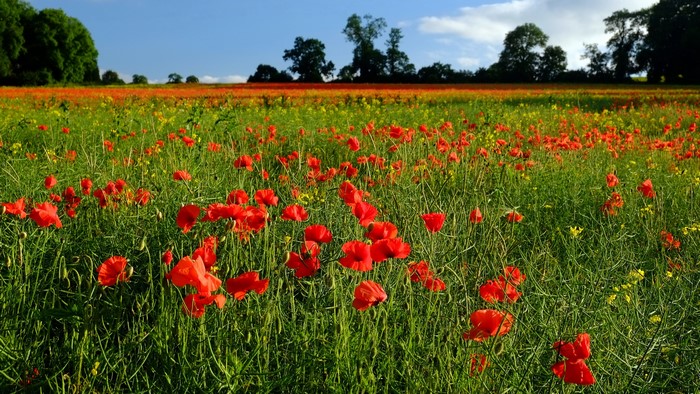 Field of Red Poppies and Yellow Flowers