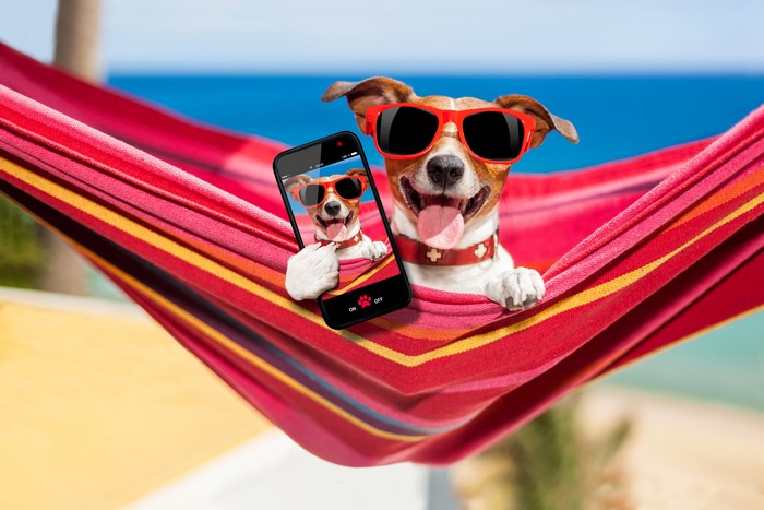 Jack Russell Terrier Dog Taking a Selfie in a Hammock