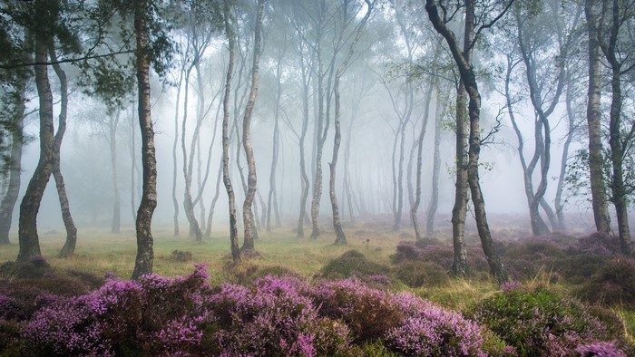 Misty forest with birch trees and purple heather