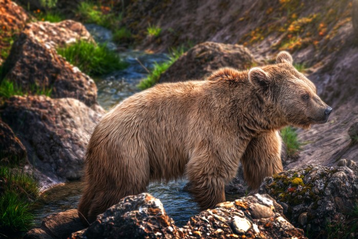 Brown bear walks in a stream between rocks