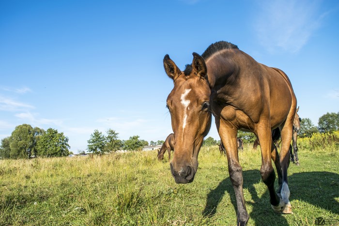 Horses in a field under a blue sky