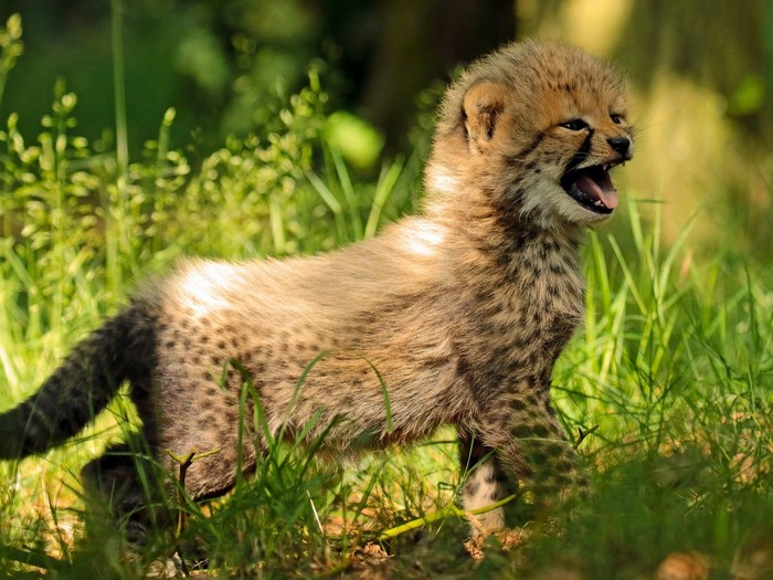 Cheetah cub in tall green grass