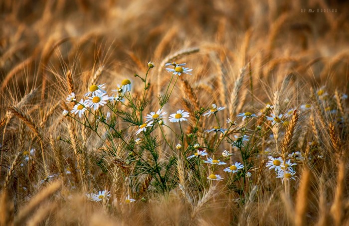 Chamomile flowers in a wheat field