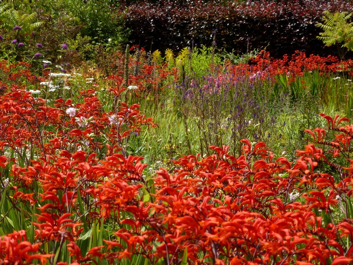 Red Kangaroo Paw Flowers and Purple Flowers in Garden