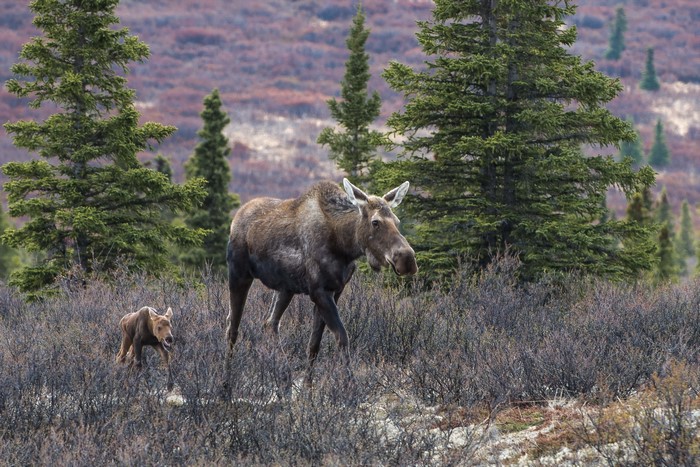 Mother Moose and Calf in Alaskan Tundra