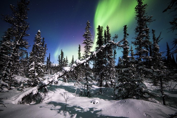 Aurora Borealis over snowy forest in Alaska