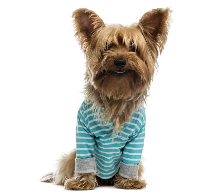 Yorkshire terrier wearing a striped shirt