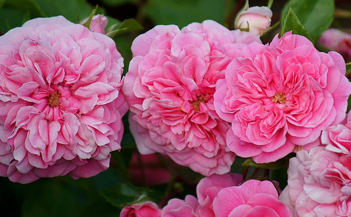 Close-up of Pink Roses