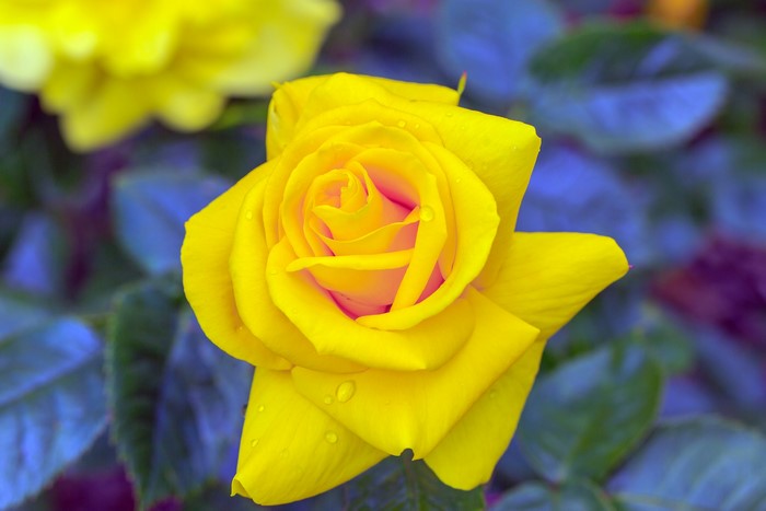 Yellow rose with water droplets