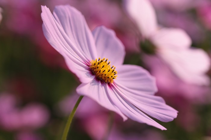 4K Cosmos plant closeup