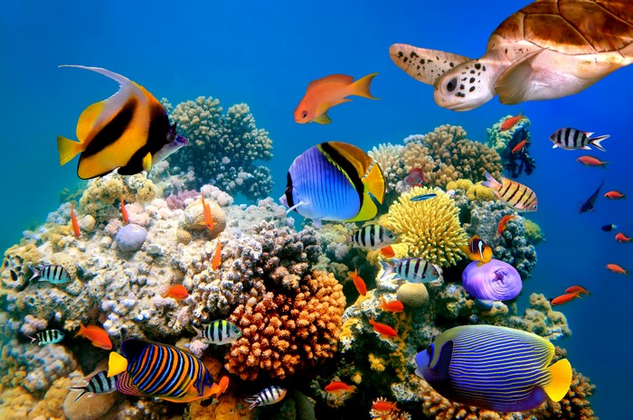 Colorful Underwater World with Corals and Fish in 4K