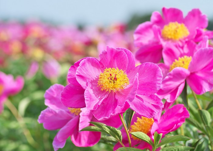 Pink Peonies in a Field