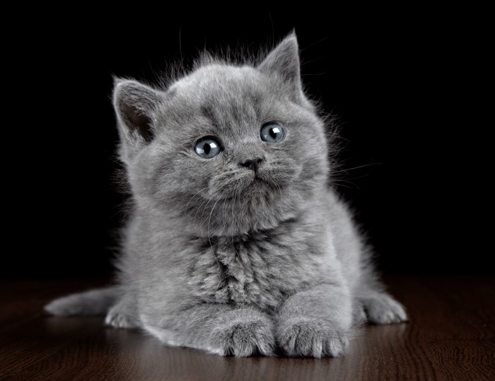 A fluffy grey kitten with blue eyes