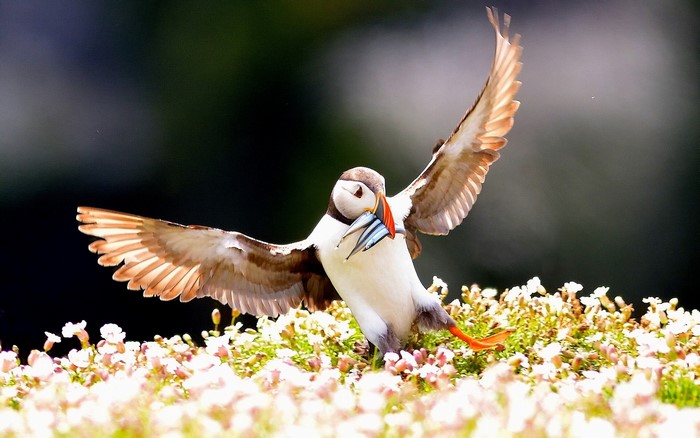 Puffin with fish in its beak flying over flowers