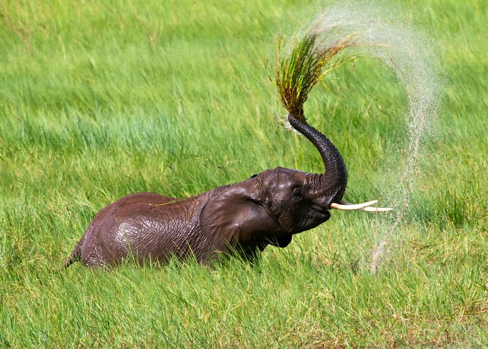 Elephant splashing water in a grassy field
