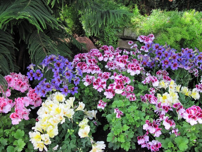 Colorful flowers in a garden setting