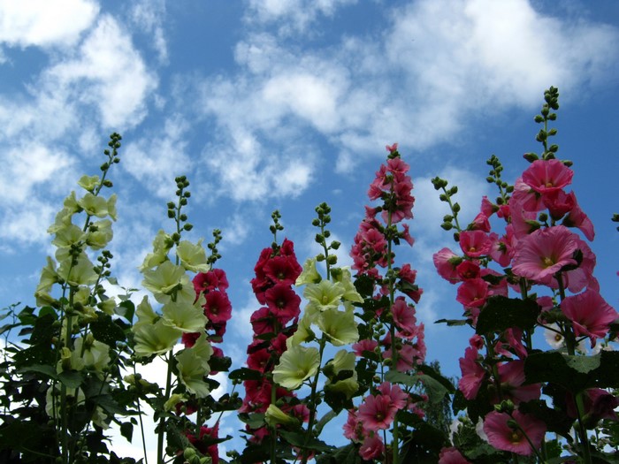 Pink and yellow hollyhocks against a blue sky