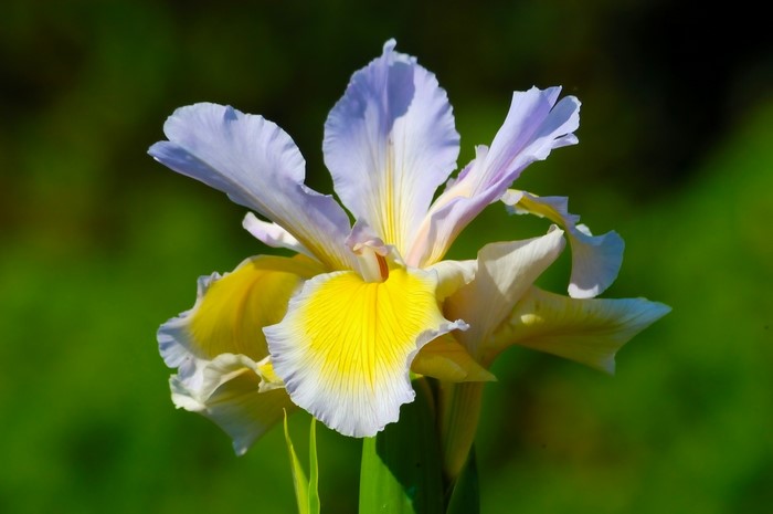 Close-up of a yellow and purple iris flower