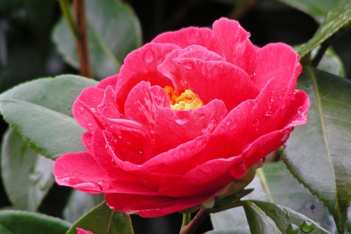Close-up of a pink camellia flower with water droplets