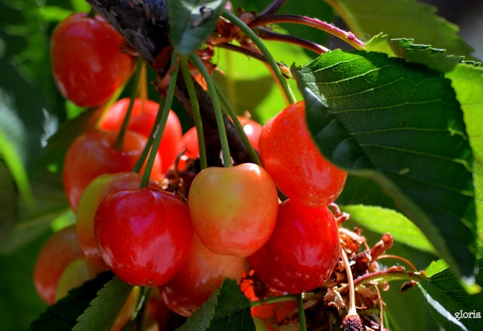 Cherries on a branch