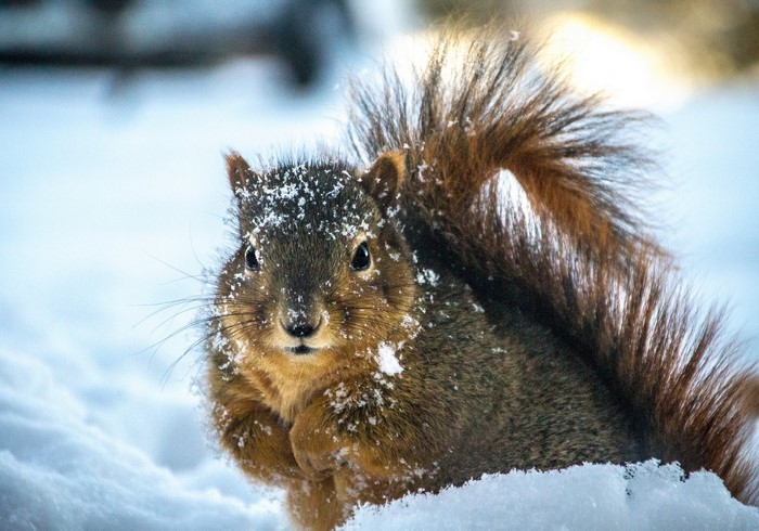 Squirrel covered in snow in winter
