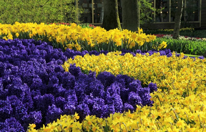 Rows of purple hyacinths and yellow daffodils in Keukenhof