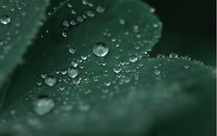 Closeup of water drops on a green leaf