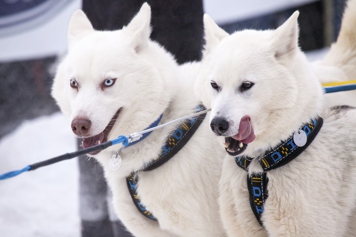 Two white huskies wearing harnesses