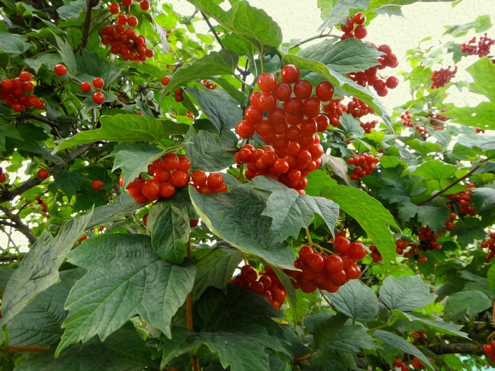 Viburnum berries on a branch with green foliage